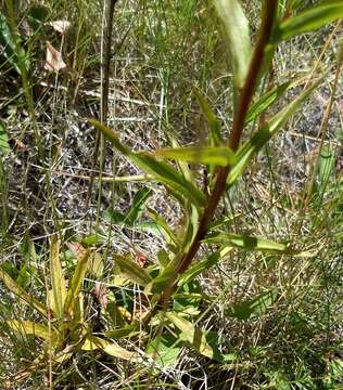 Image of giant red Indian paintbrush