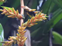 Image of Guzmania multiflora (André) André ex Mez