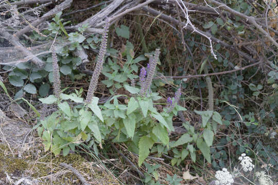 صورة Teucrium hircanicum L.