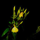 Image of nodding evening primrose