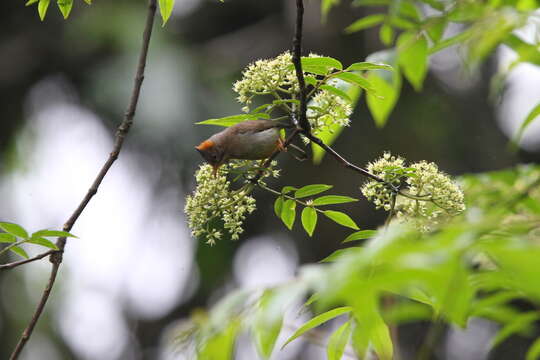 Image of Rufous-vented Yuhina