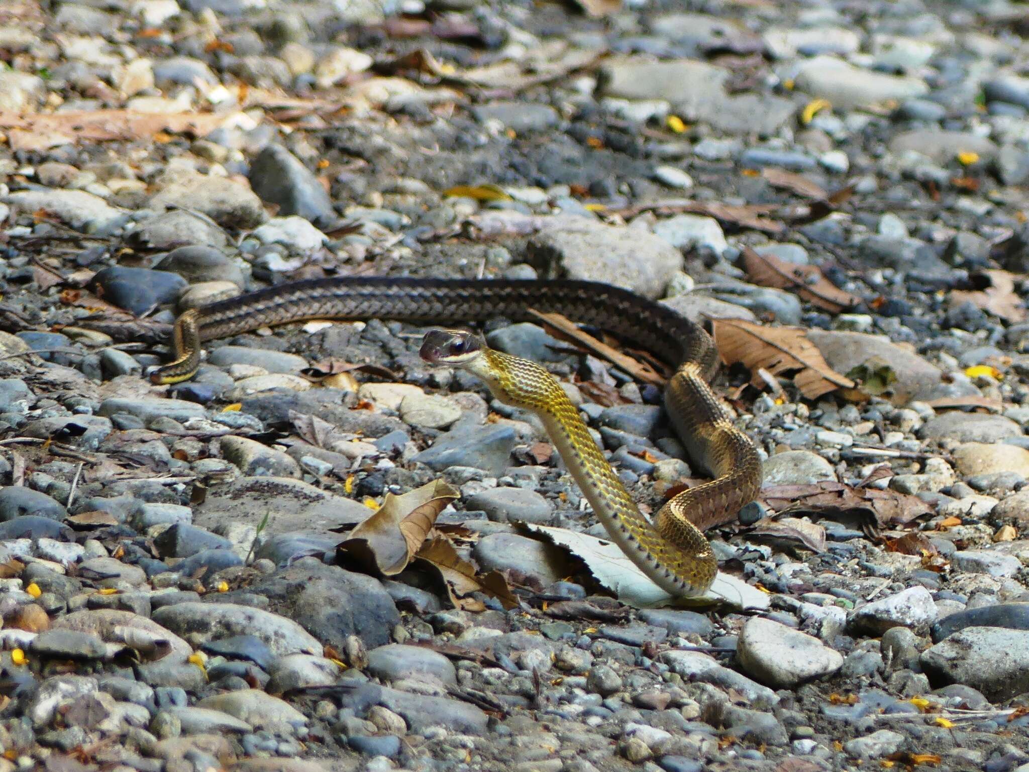 Image of South American Forest Racer