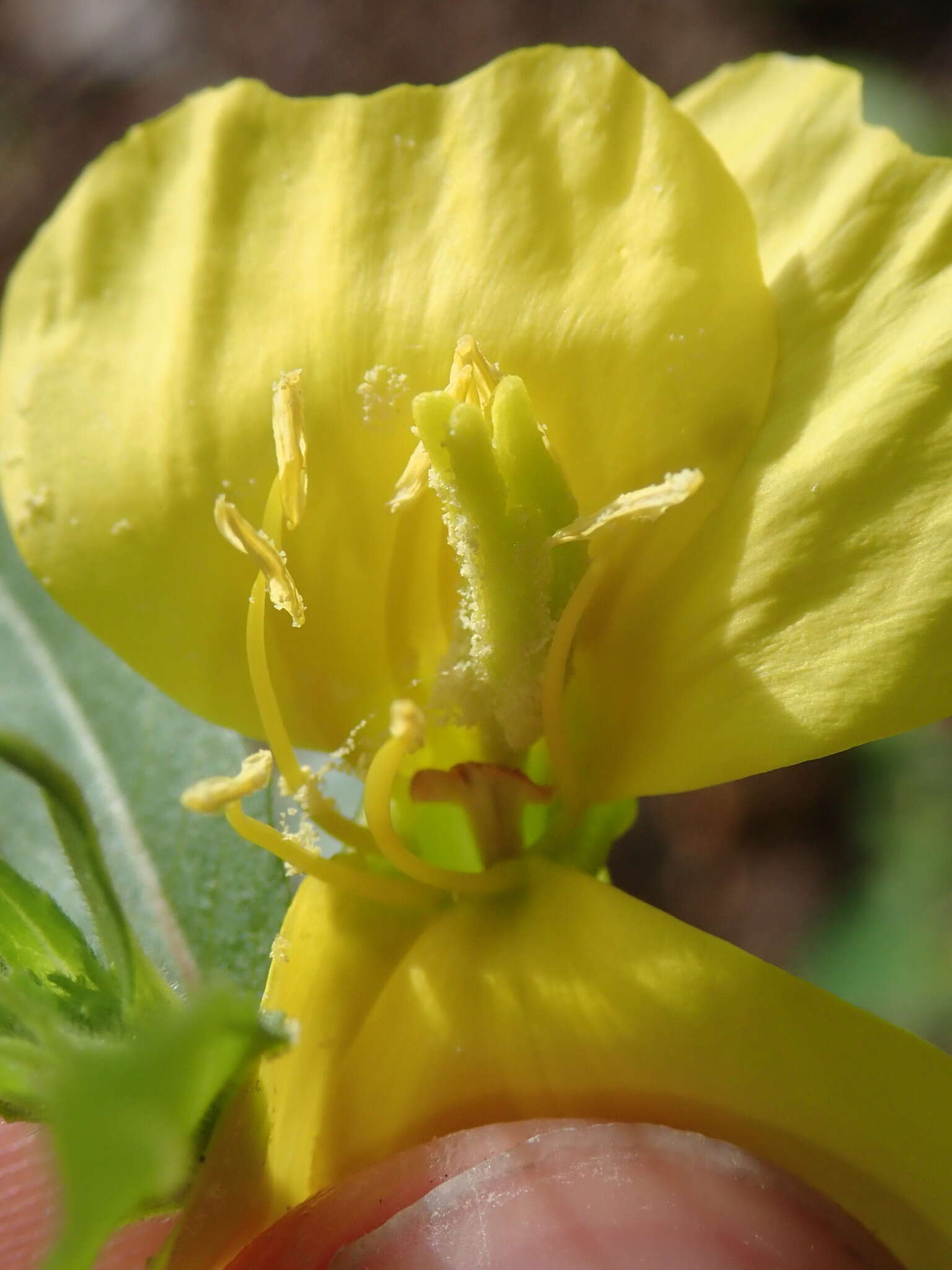 Imagem de Oenothera subterminalis R. R. Gates