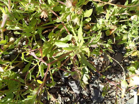 Image of glandular Cape marigold