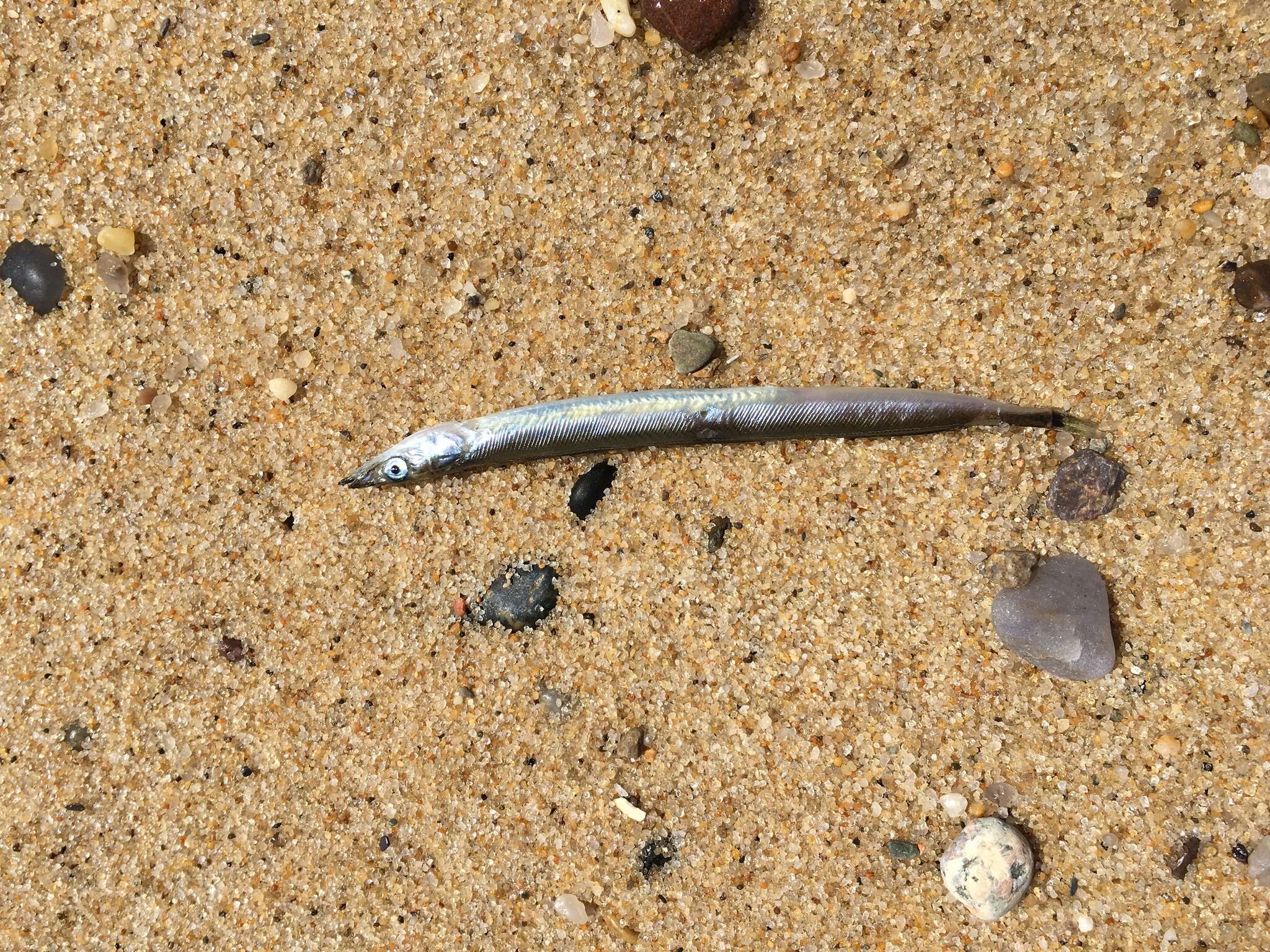 Image of American sand lance