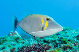 Image of Boomerang triggerfish