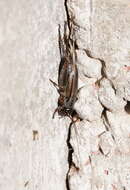 Image of black field cricket