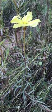 Image de Oenothera longissima Rydberg