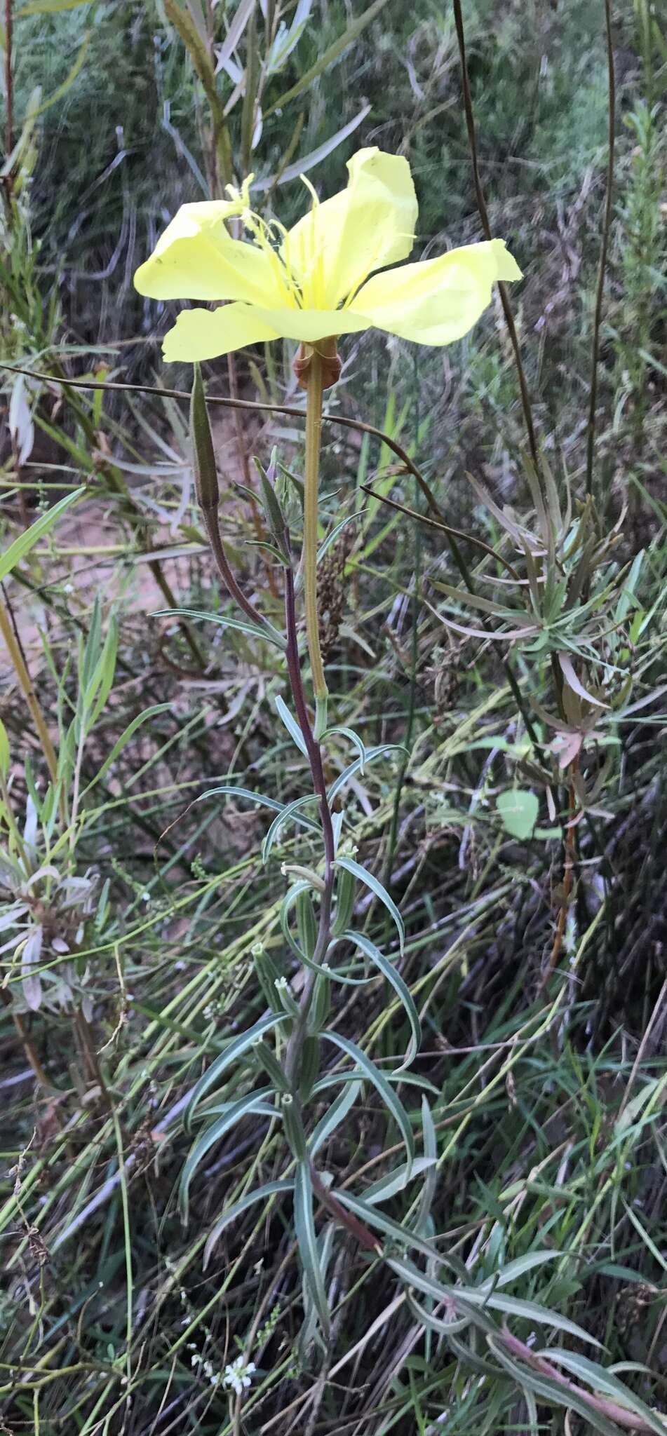 Image of longstem evening primrose