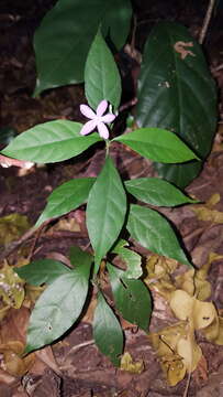 Image of Pseuderanthemum verapazense Donn. Smith