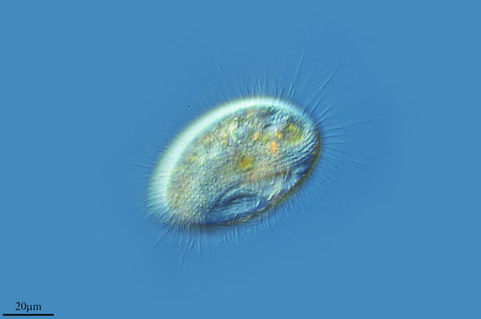 Image of <i>Histiobalantium natans</i>