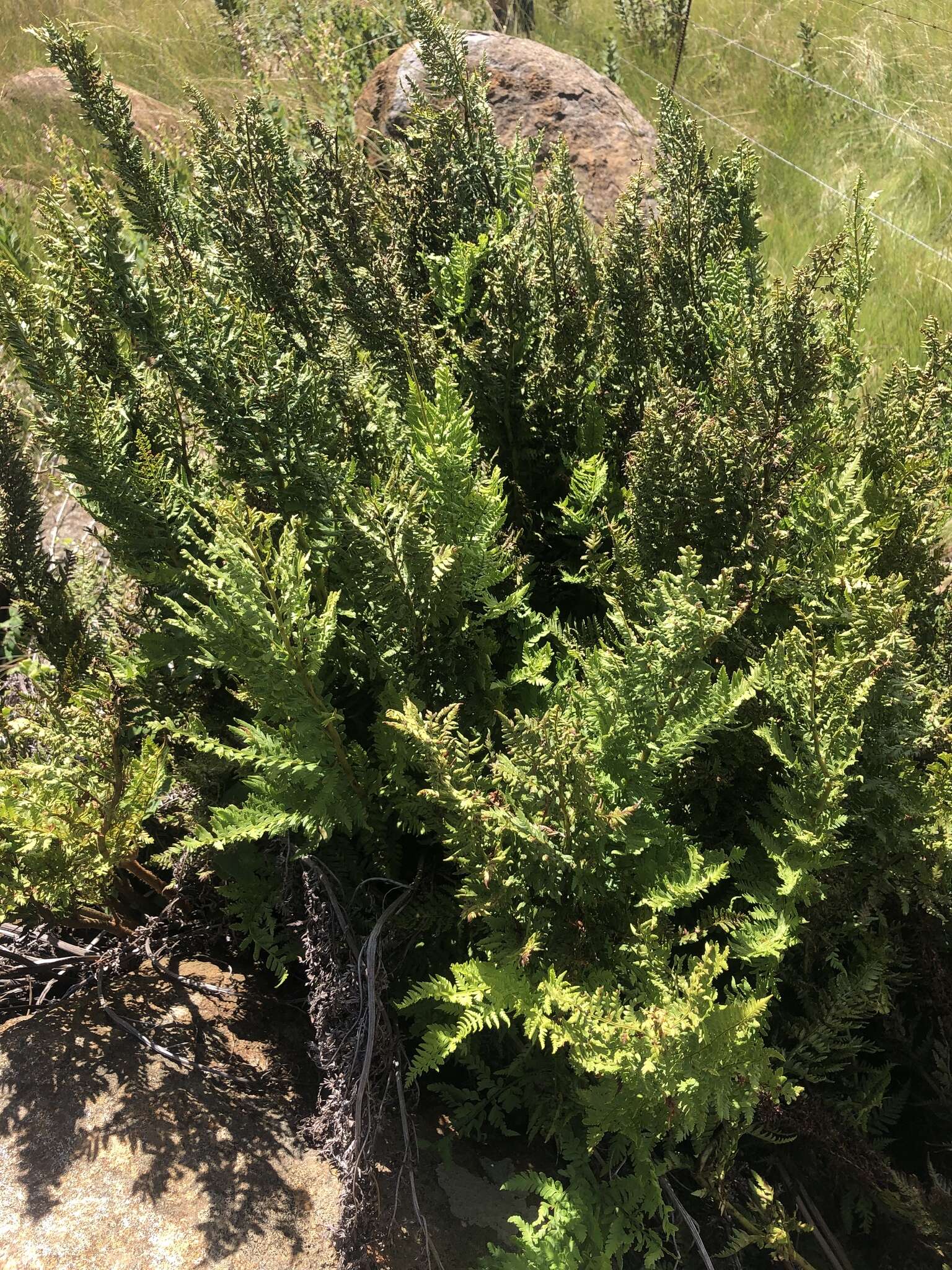 Image of Dryopteris athamantica (Kunze) O. Kuntze