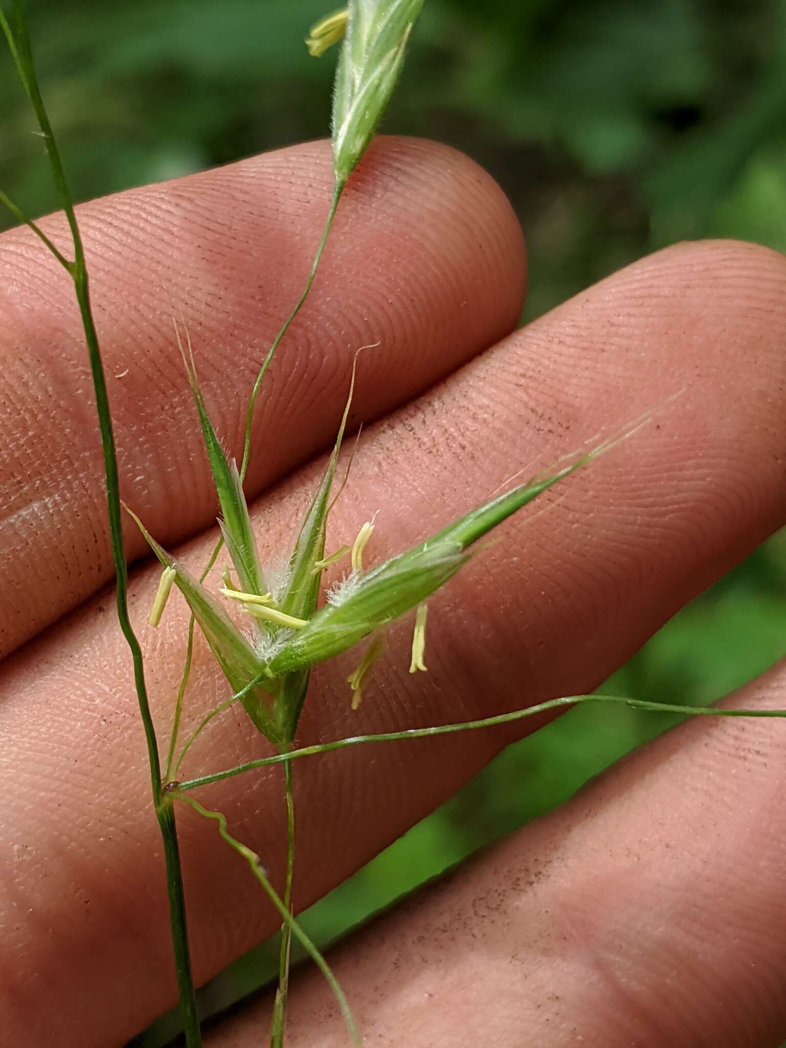 Image of Nottoway Valley brome