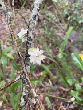 Image of Eupomatia laurina R. Br.