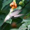 Image of Curve-winged Sabrewing