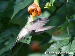 Image of Curve-winged Sabrewing