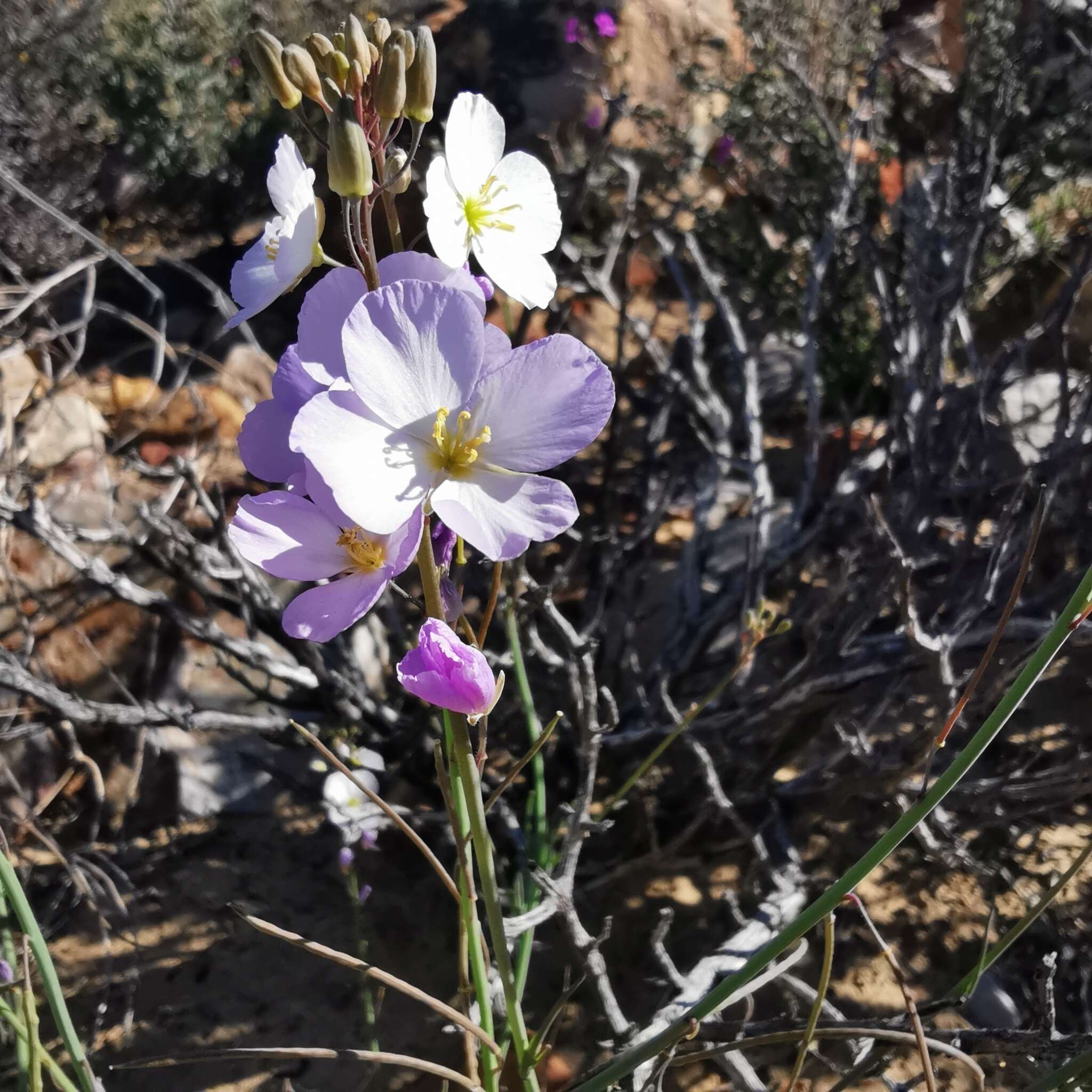 Imagem de Heliophila carnosa (Thunb.) Steud.