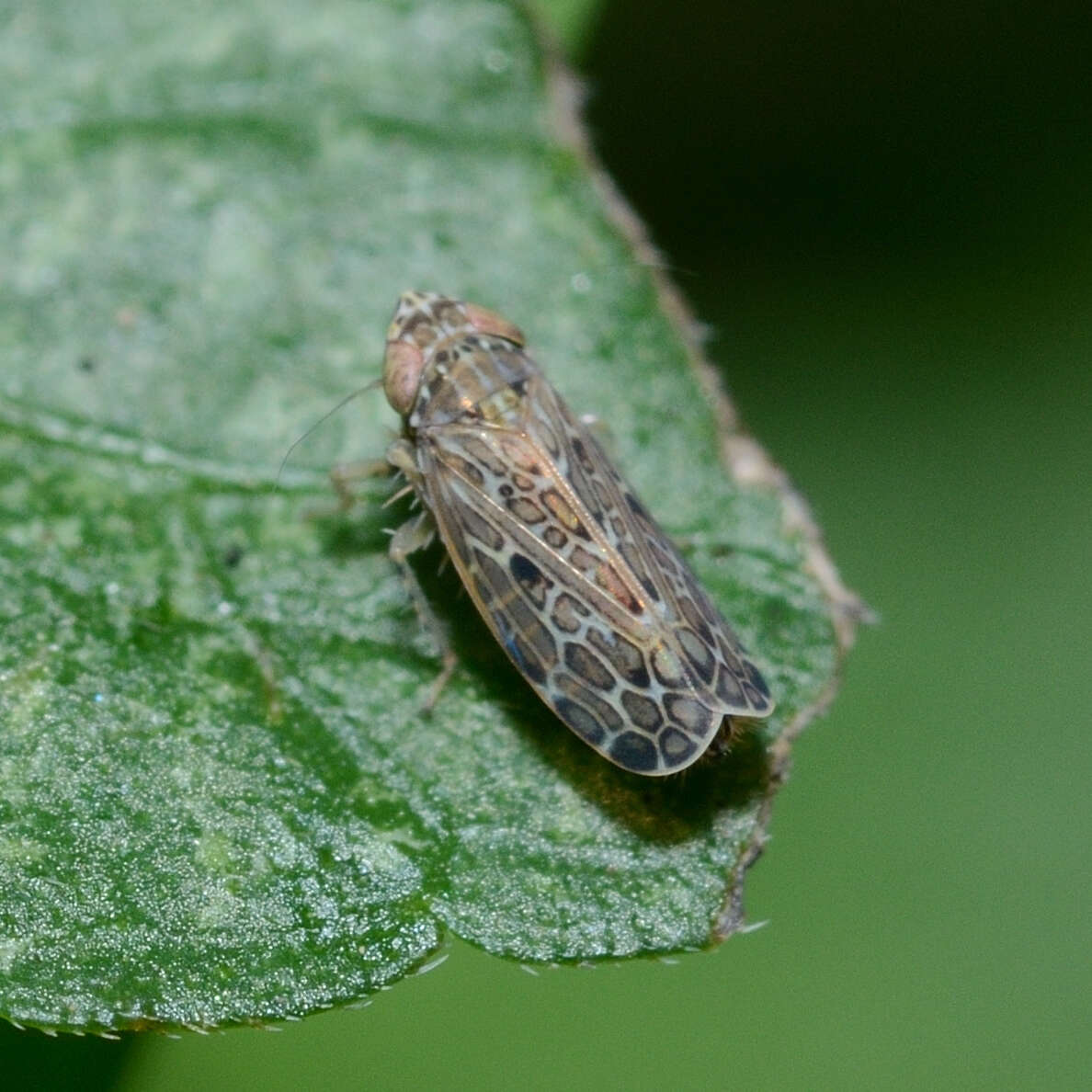 Image of Polyamia (Polyamia) weedi Van Duzee 1892