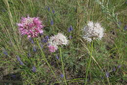 Image of Allium lineare L.