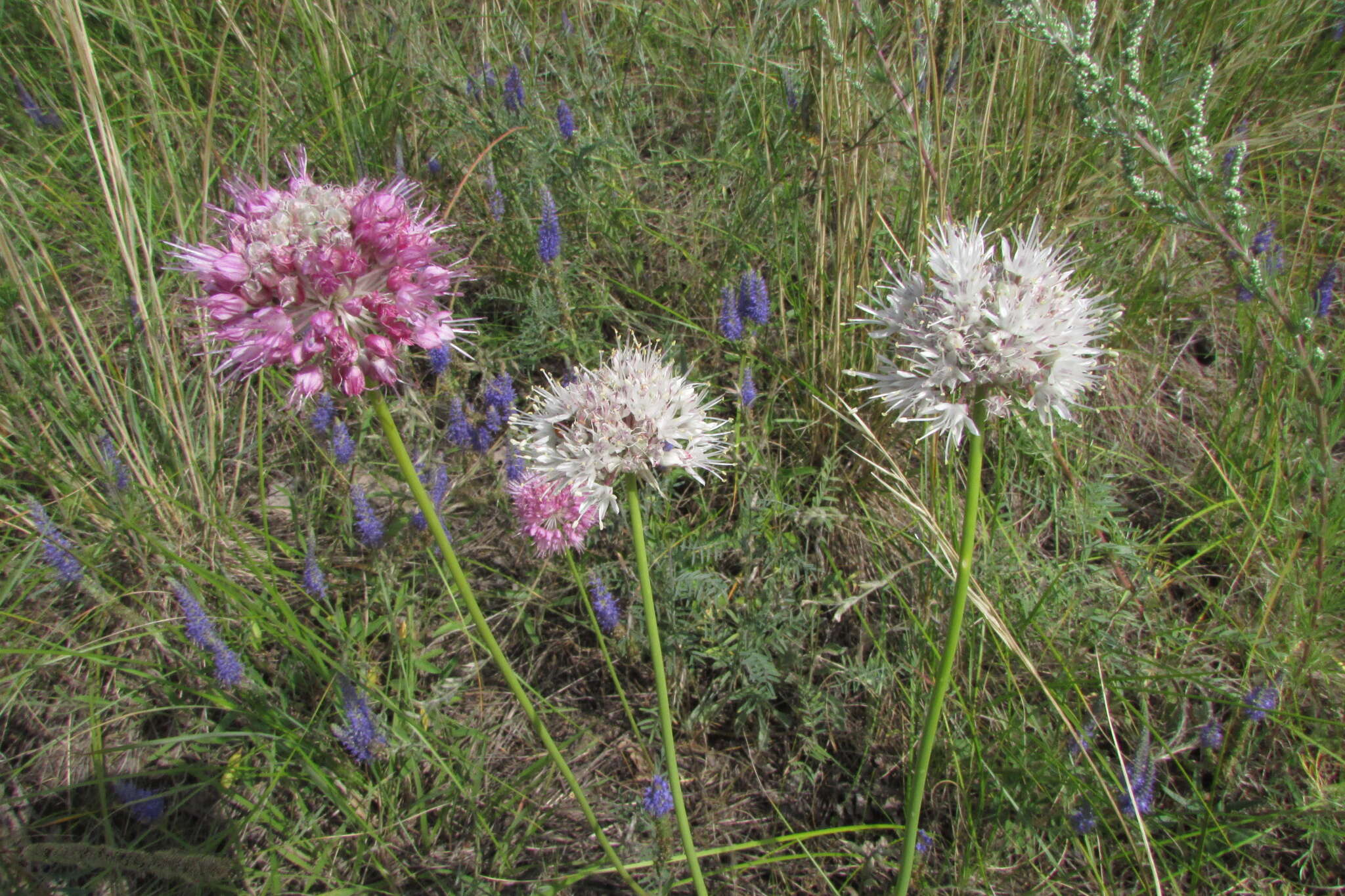 Image of Allium lineare L.