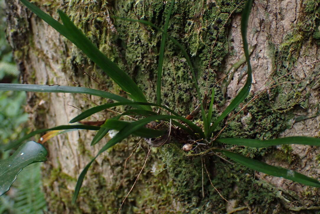 Image of Angraecum pusillum Lindl.