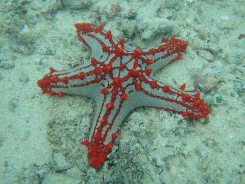 Image of African red knob sea star