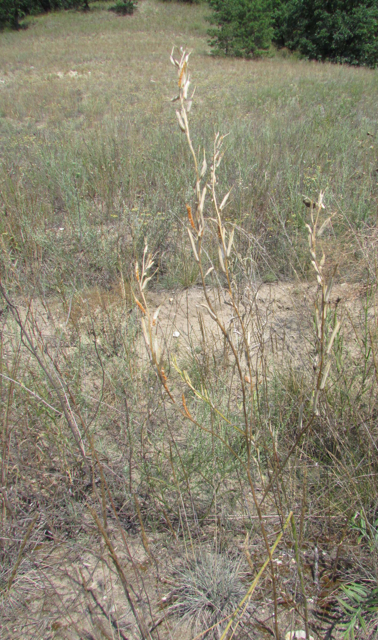 Image of Erysimum virgatum Roth