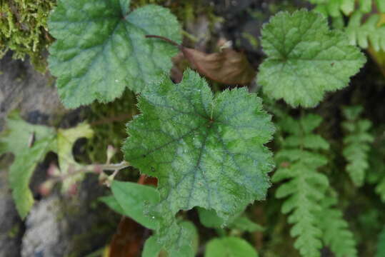 Image of Asimitellaria formosana (Hayata) R. A. Folk & Y. Okuyama