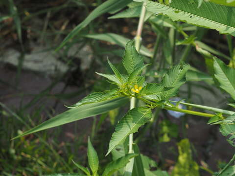 Image de Ludwigia hyssopifolia (G. Don) Exell