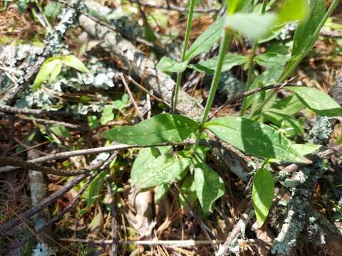 Image of Silene nepalensis Majumdar