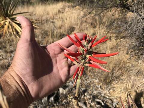 Imagem de Erythrina flabelliformis Kearney