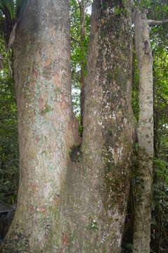 Image of redcedar