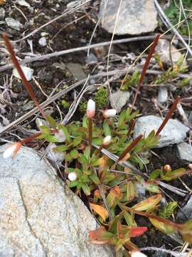 Image of Epilobium alsinoides subsp. tenuipes (Hook. fil.) Raven & Engelhorn