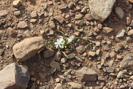 Image of Lapeirousia plicata subsp. plicata