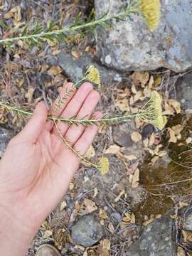 Image of Straw everlasting