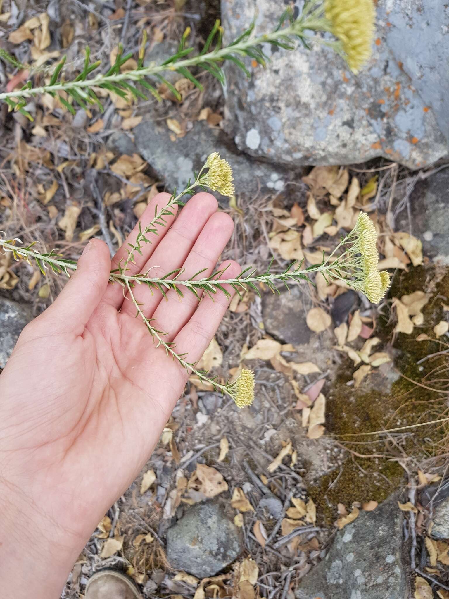 Imagem de Helichrysum kraussii Sch. Bip.