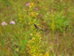 Image de Ammophila azteca Cameron 1888