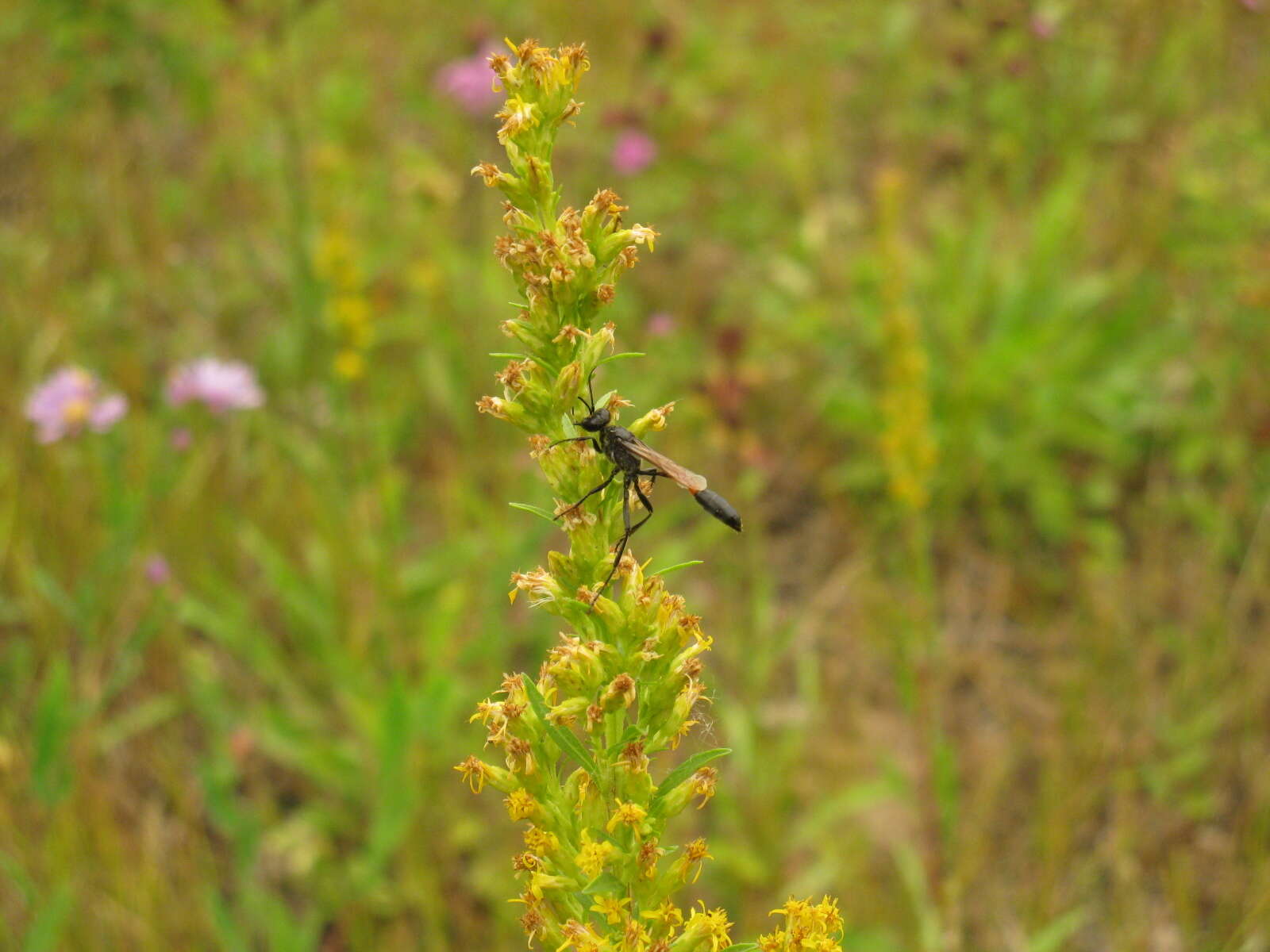 Image de Ammophila azteca Cameron 1888