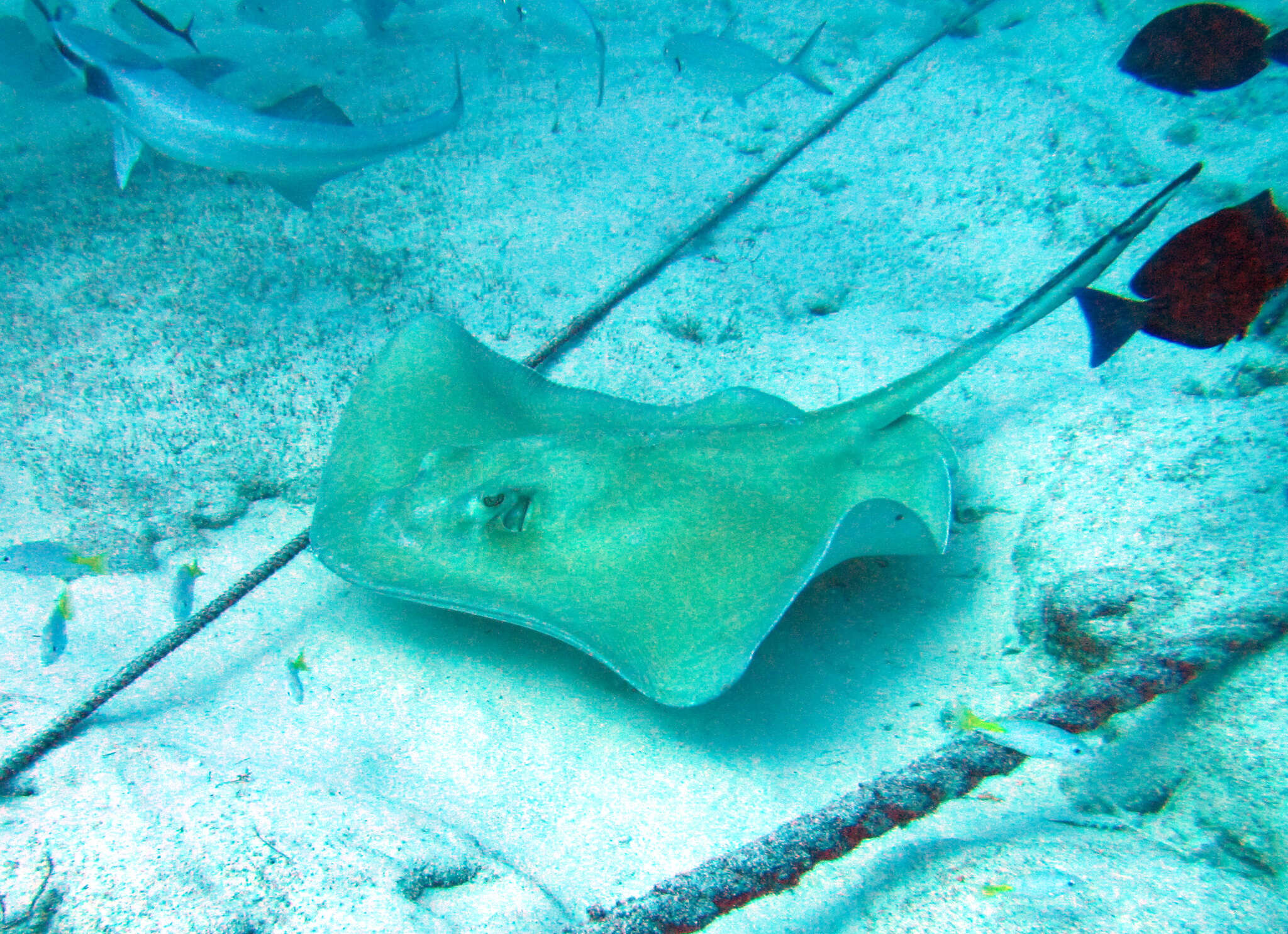 Image of Southern stingray