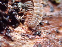 Image of Flat-backed millipede