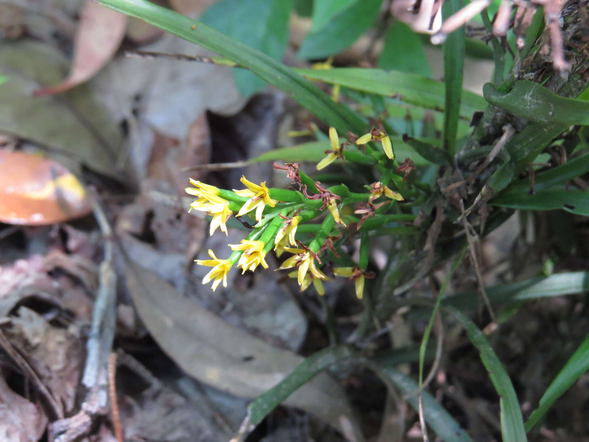 Image of Grass orchids