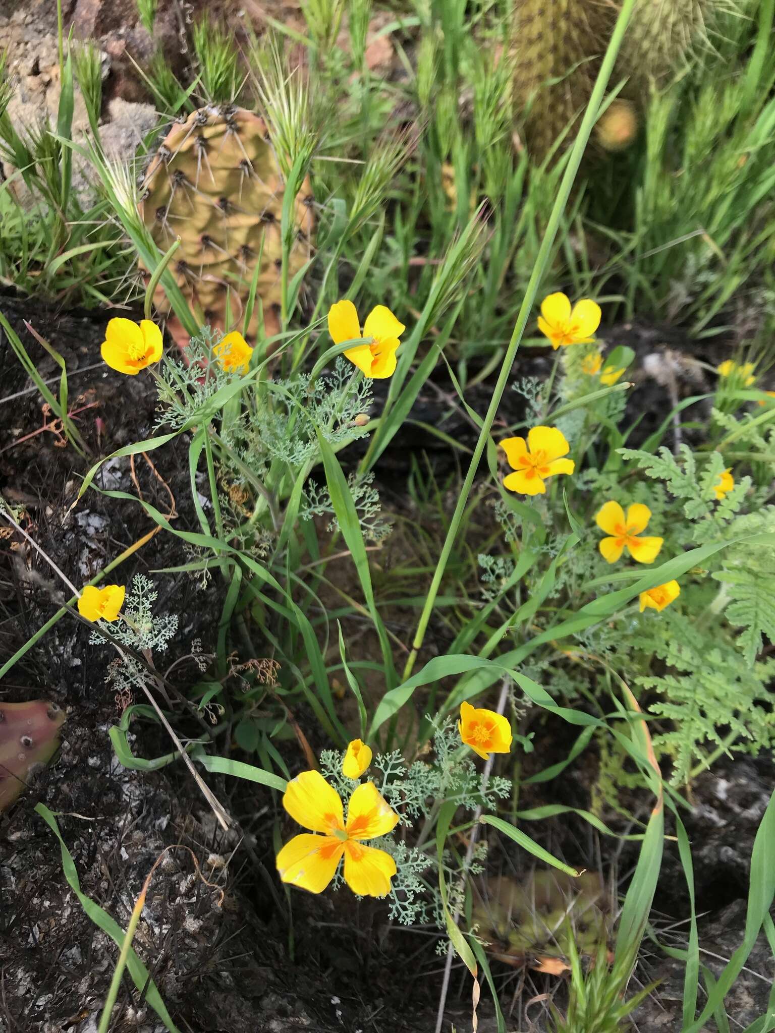 Imagem de Eschscholzia ramosa (Greene) Greene