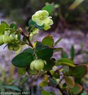 Image de Phyllanthus madagascariensis Müll. Arg.