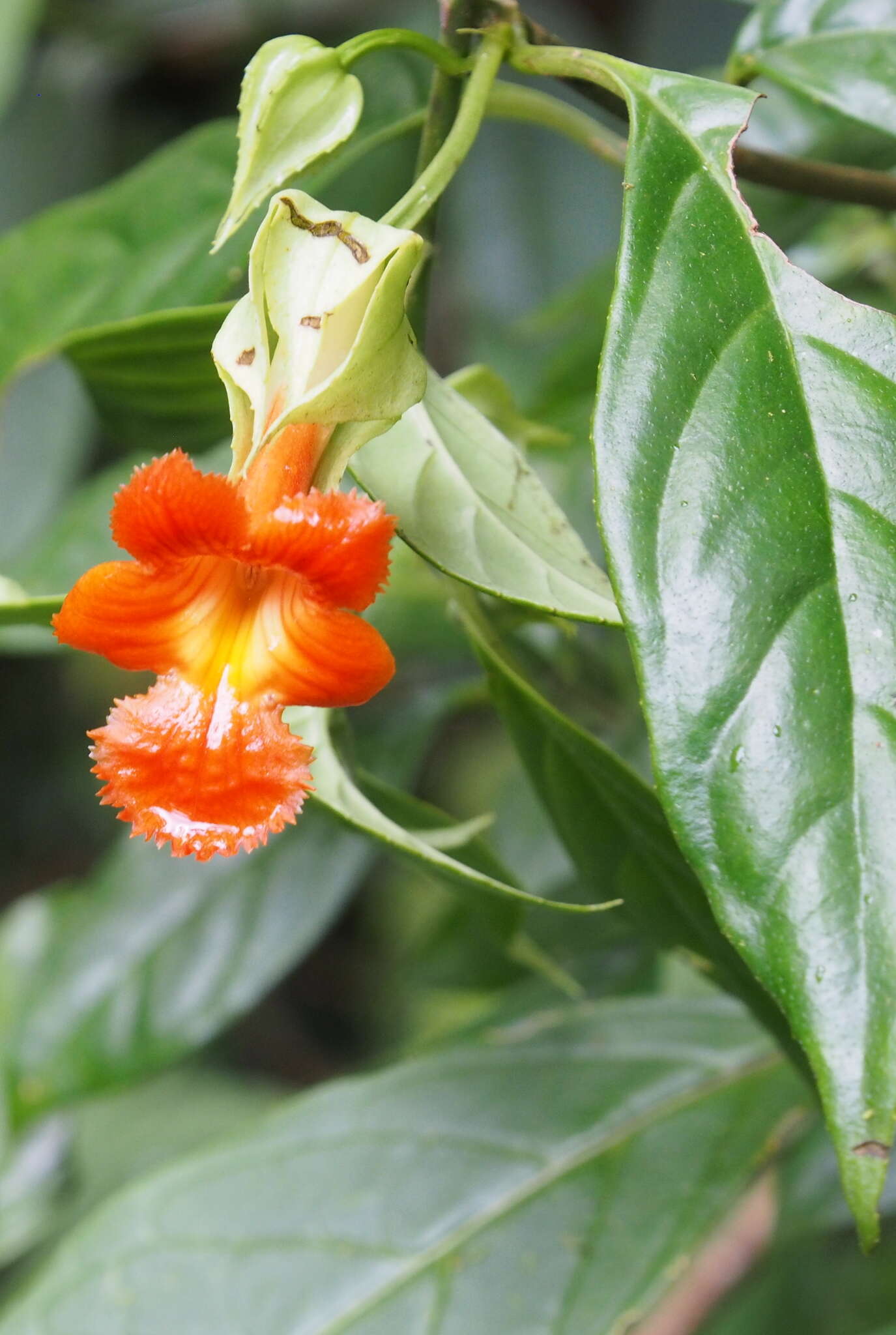 Image de Drymonia rubra C. V. Morton