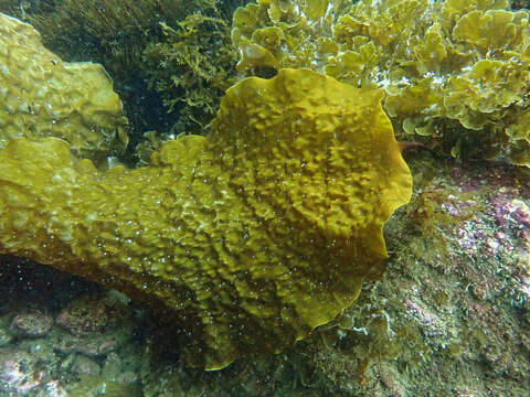 Image of Laminaria farlowii