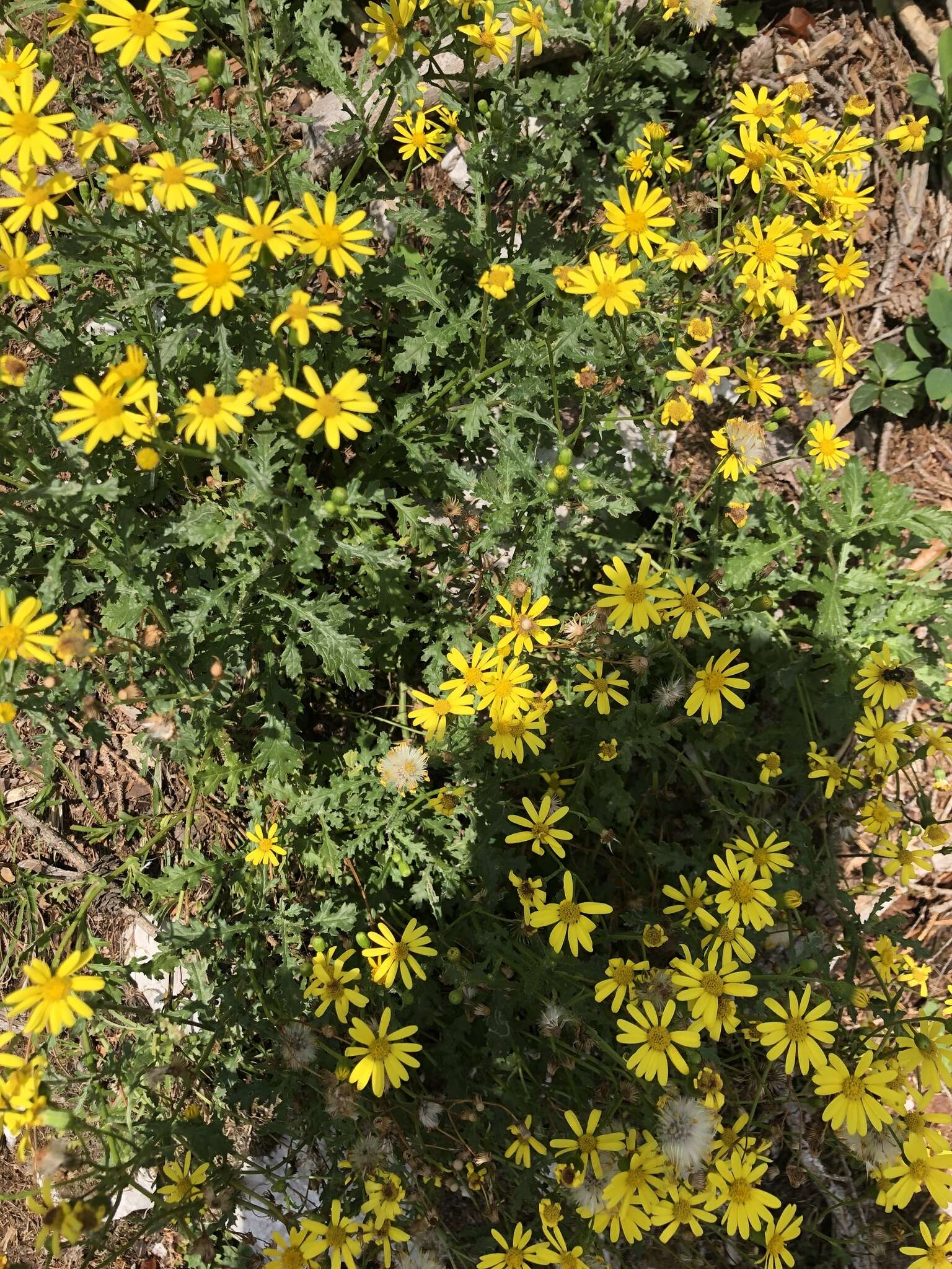 Plancia ëd Senecio squalidus subsp. rupestris (Waldst. & Kit.) Greuter