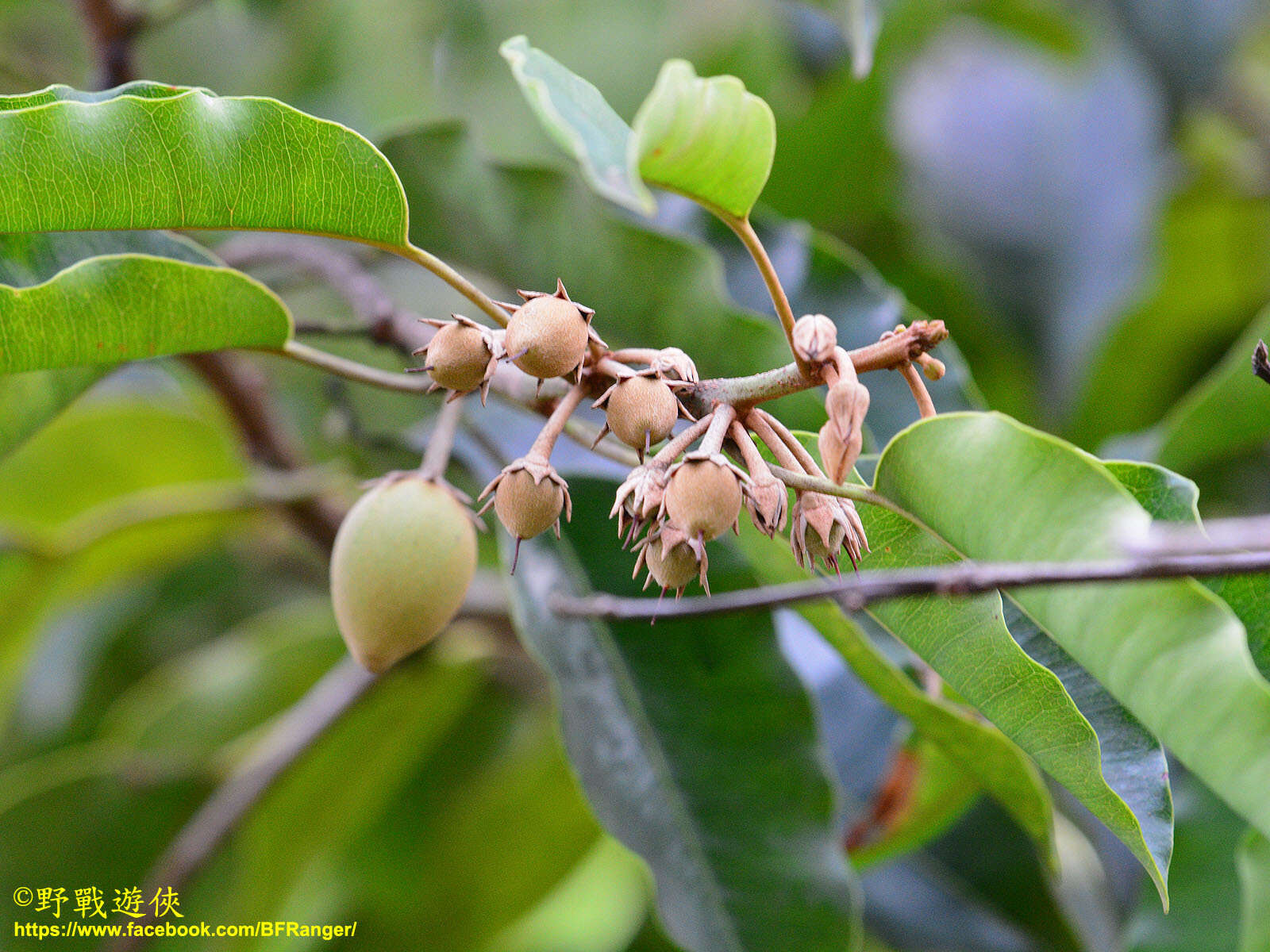 Image of Spanish cherry