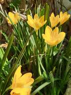 Image of winter daffodil