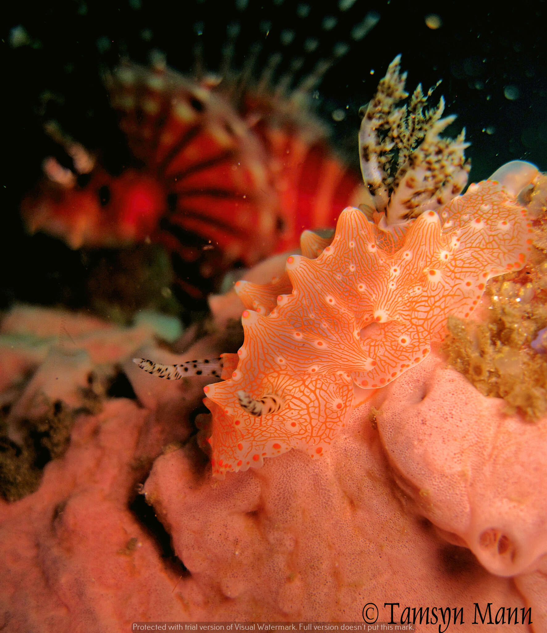 Image of Orange spot white lumpy slug