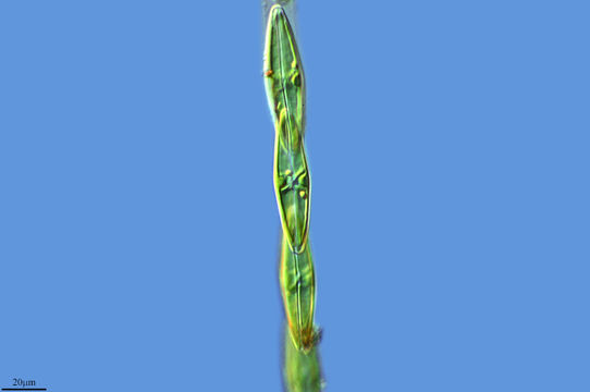Image of <i>Frustulia rhomboides</i>